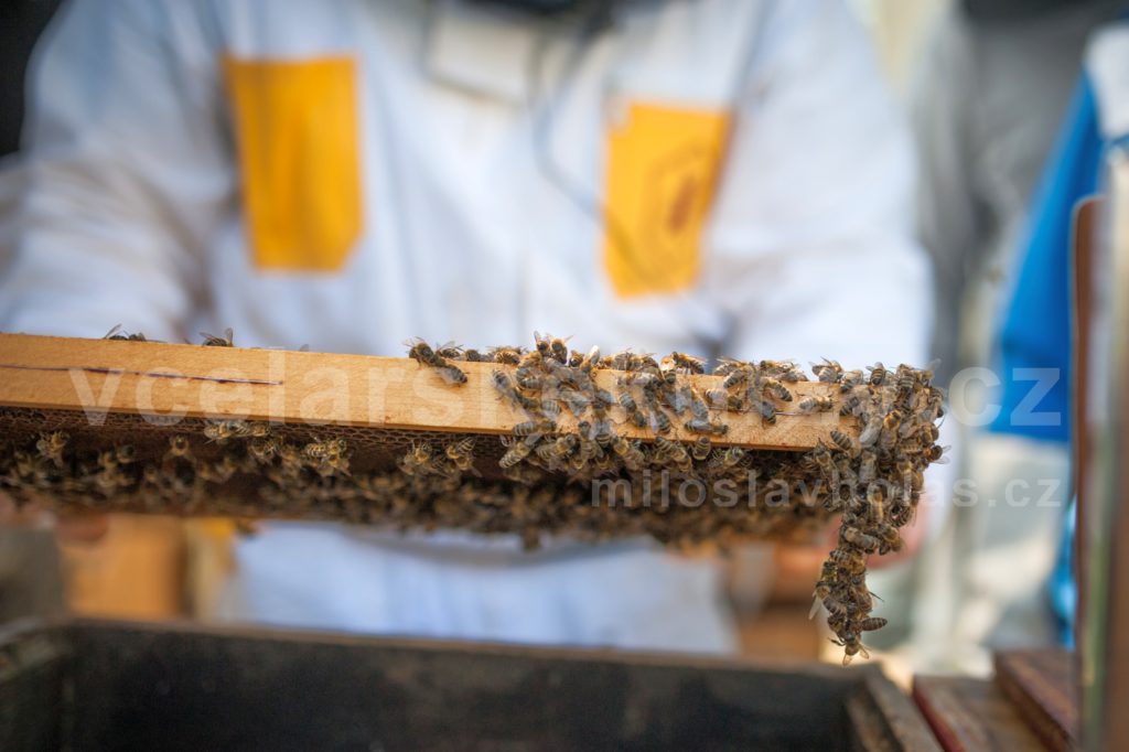 Včelařský kurz účastník drží plást
