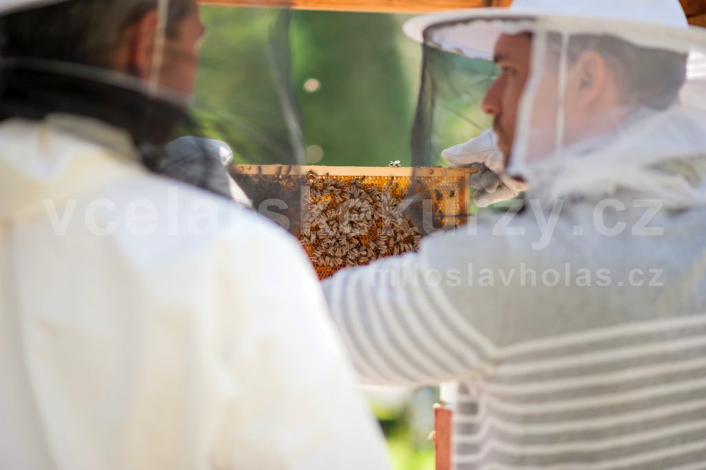 Včelaři si prohlížejí plást se včelami