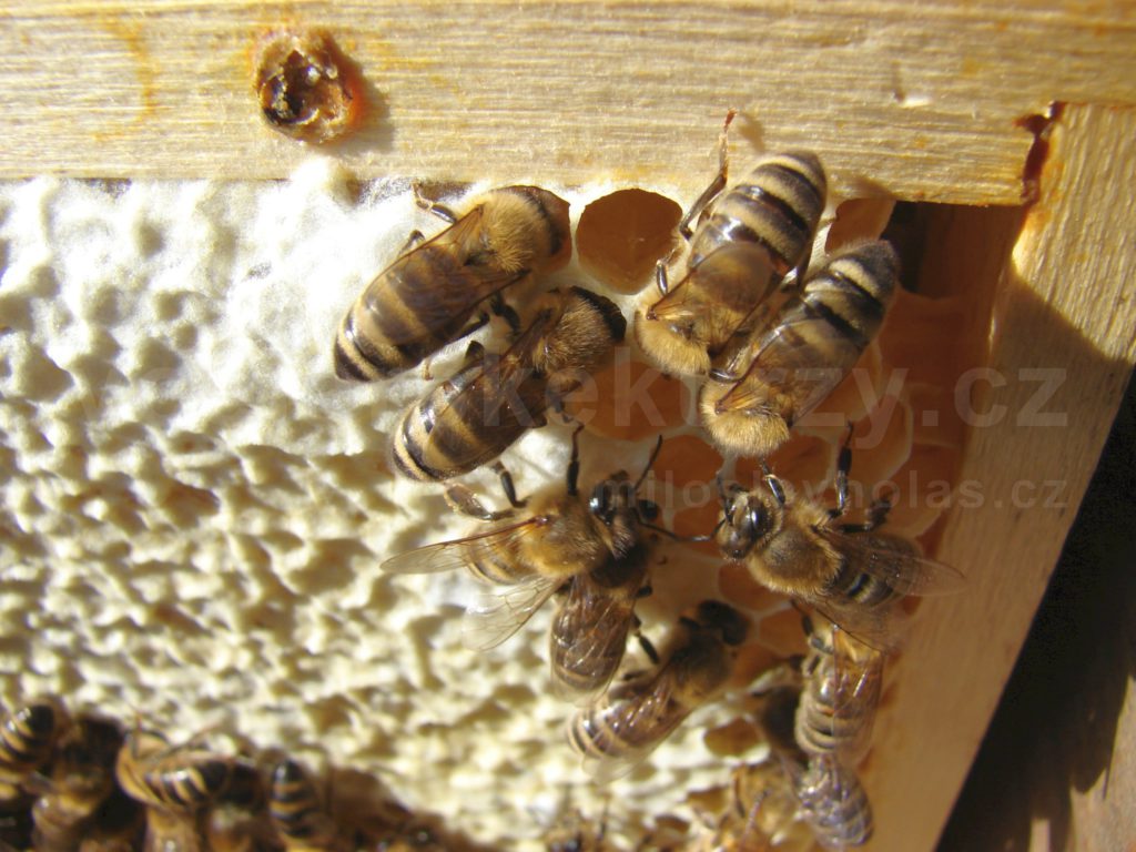 Oddělky včely na plástě