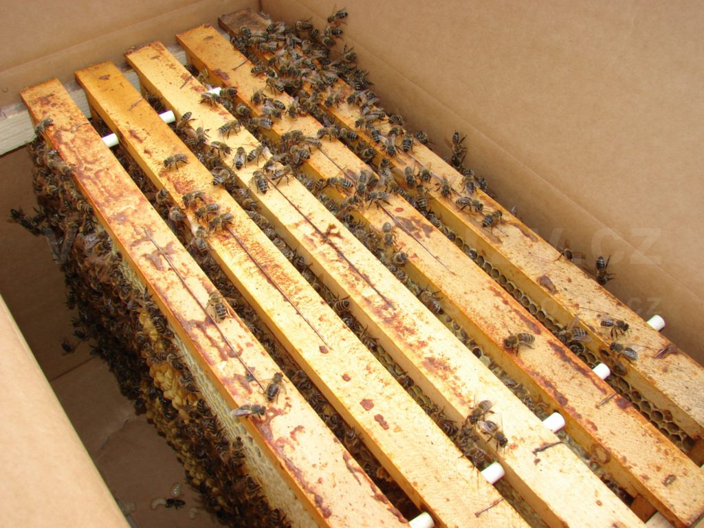 Přepravní krabice pro oddělky